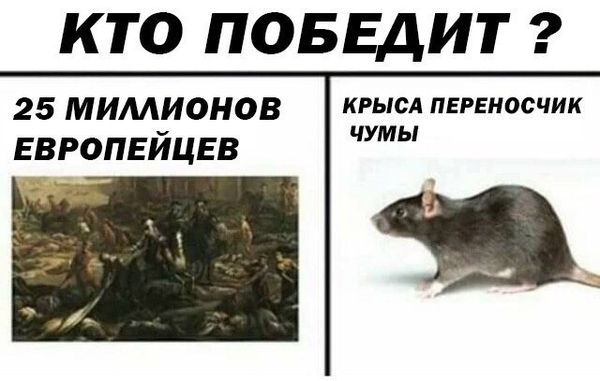 Обработка от грызунов крыс и мышей в Тольятти