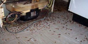 Поморить тараканов в квартире в Тольятти, цены