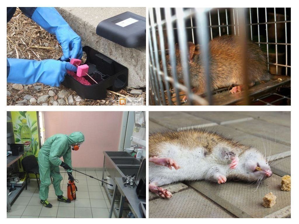 Дератизация от грызунов от крыс и мышей в Тольятти