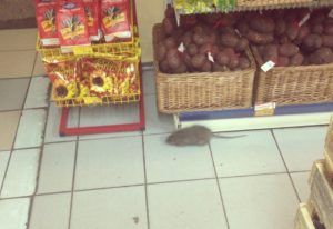 Дезинфекция от грызунов, крыс и мышей в Тольятти