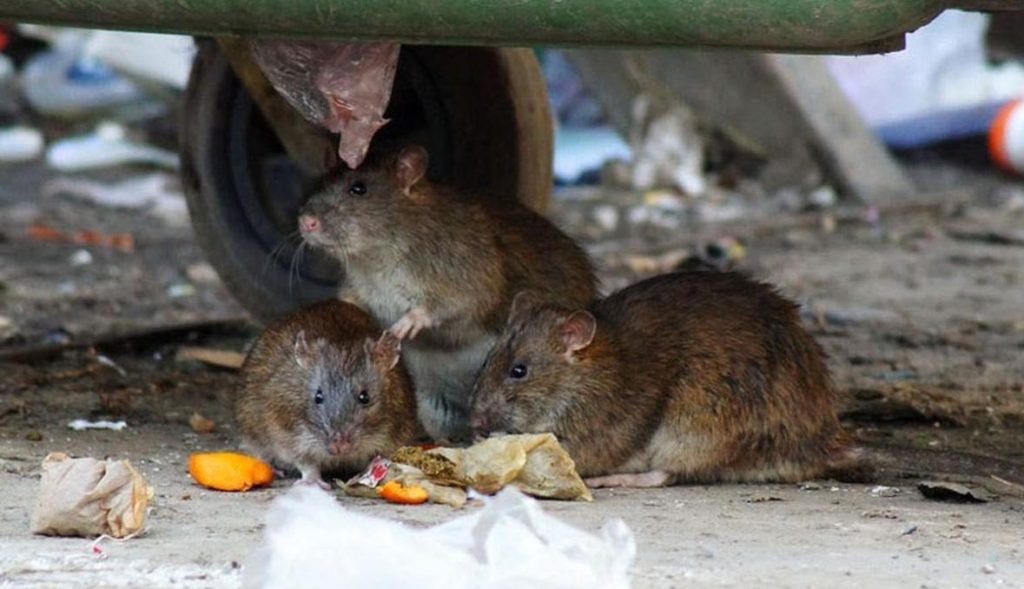 Травить грызунов крыс и мышей в Тольятти