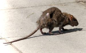Фирма по уничтожению грызунов, крыс и мышей в Тольятти