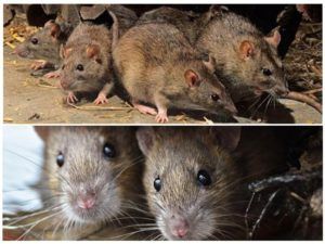 Травить грызунов крыс и мышей в Тольятти
