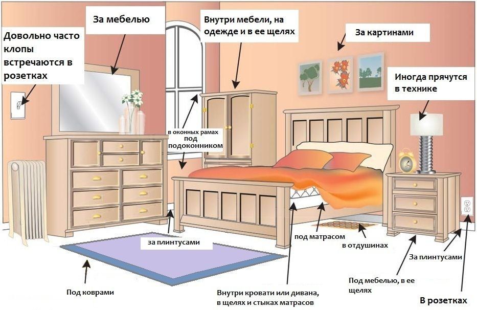 Обработка от клопов квартиры в Тольятти