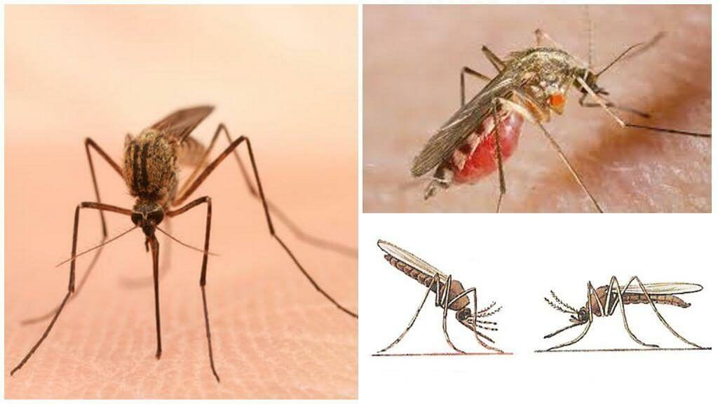 Уничтожение комаров в Тольятти