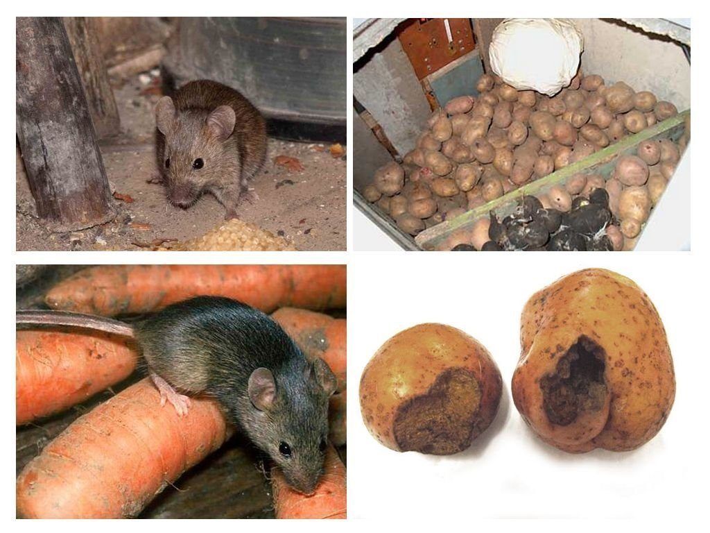 Обработка от грызунов крыс и мышей в Тольятти