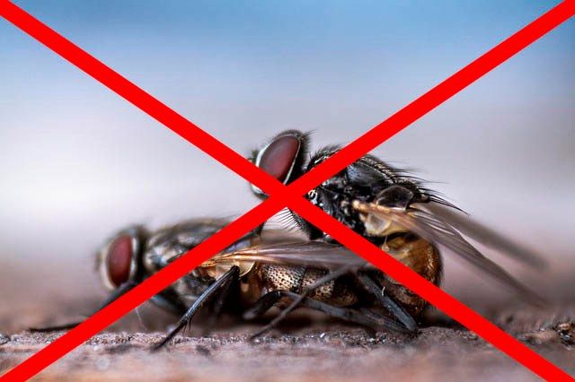 Профессиональное уничтожение мух в Тольятти с гарантией