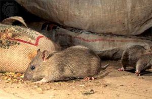Дератизация от грызунов от крыс и мышей в Тольятти