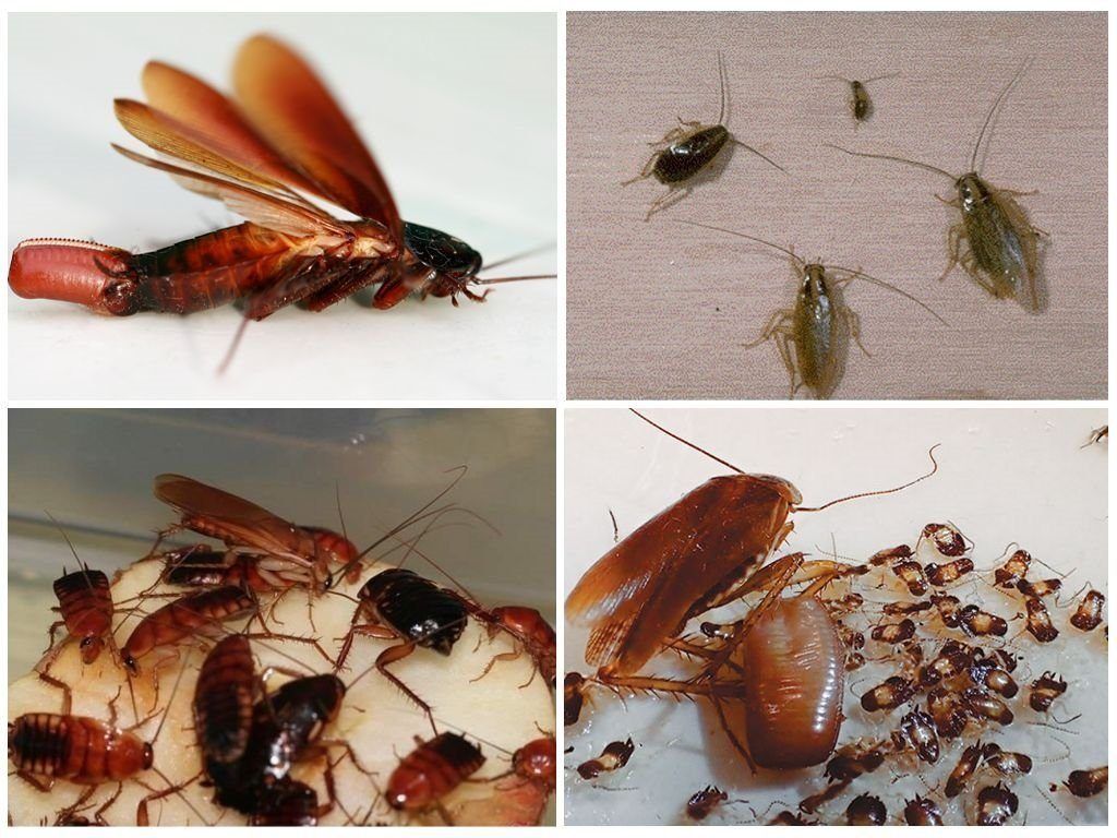 Уничтожение тараканов в квартире в Тольятти 