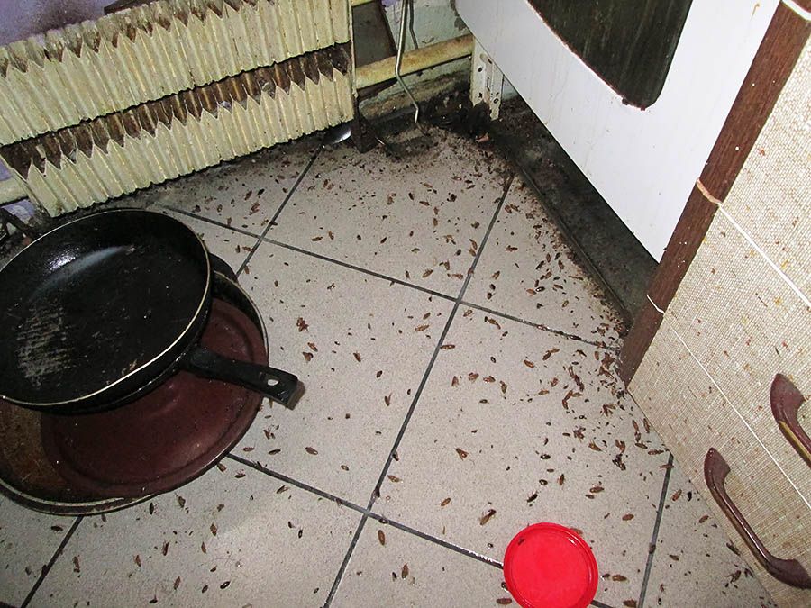 Санэпидемстанция от тараканов в Тольятти, вызвать, цены